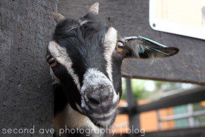 Blog, Photographer, Photography, Second Ave Photography, Virginia photographer, zoo, pet photographer