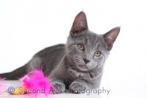 adopt, animal rescue, Blog, cat, kitten, pet photographer, Photographer, Photography, Virginia photographer, 