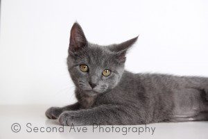 adopt, animal rescue, Blog, cat, kitten, pet photographer, Photographer, Photography, Virginia photographer, 