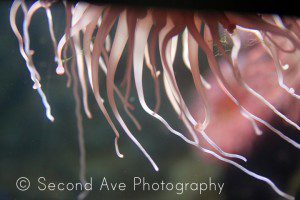 aquarium, fish, jellyfish, coral. birthday, pet photographer, photoblog, Photographer, Photography, portrait photographer, Virginia photographer, pet photography, portrait photography, 