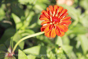 wollam gardens, nature, flowers, instagram, anniversary, butterfly, macro photography, photoblog, Photographer, Photography, Virginia photographer, 