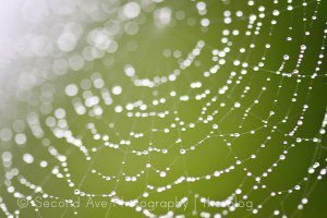 Photography, Photographer, patchogue, photoblog, macro photography, flowers, insects, water, spider web, macro, Virginia photographer, nature, 