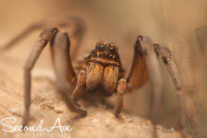 National Museum of Natural History | © Second Ave Photography museum, national museum of natural history, nmnh, fossils, macro, spider, macro photography, Virginia photographer, Photographer, photography, photoblog, hope diamond, washington dc, dinosaurs, canon, tamron,