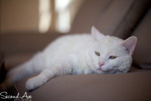 project 52 of 2013 | animals © Second Ave Photography adopt, animal rescue, Blog, blog walk, blog hop, cat, pet photographer, pet photography, photo challenge, photoblog, Photographer, Photography, project 52,