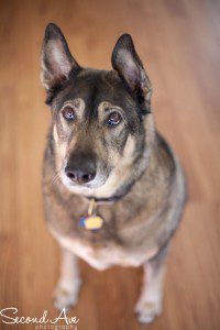 project 52 of 2013 | animals © Second Ave Photography adopt, animal rescue, Blog, blog walk, blog hop, cat, pet photographer, pet photography, photo challenge, photoblog, Photographer, Photography, project 52,