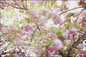 project 52, photoblog, motion blur, cherry blossoms, dogs, Virginia photographer, blog hop, 