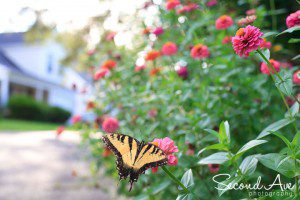 project 52, photoblog, blog hop, sun flare, sun, flare, nature, monarch butterfly, portrait photographer, Virginia photographer, 