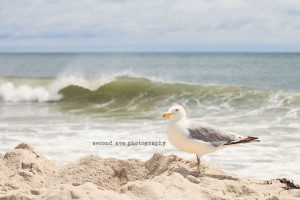 water, beach, seagull, feet, project 52, photoblog, blog hop, Virginia photographer, ocean, westhampton, cupsogue, new york, long island, nature, 