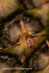 texture, produce, fruits, vegetables, virginia photographer, food photography, project 52, 100mm f/2.8 Macro, canon, 