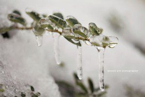 winter, snow, leesburg va, ice, winter wonderland, Virginia photographer, nature, landscape photography, frozen, 100mm f/2.8 Macro, canon, photoblog, loudoun county, 