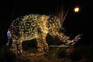washington dc, national zoo, zoo lights, festive, Virginia photographer, project 52, photoblog, blog hop, night photography, 