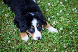 bernese mountain dog, pet photographer, virginia photographer