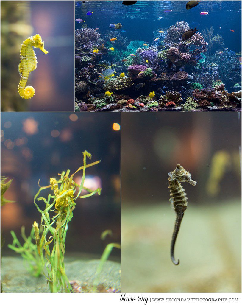 Photos taking you underwater at the Long Island Aquarium.