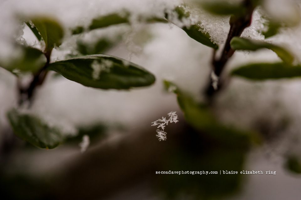 My absolute favorite winter past time is taking macro photos of snowflakes. I was excited for our first snow in Leesburg Virginia this year!