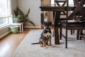 Back in January we adopted the cutest mixed breed puppy we've ever seen. We were so curious: What is he? This is our Wisdom Panel Experience.