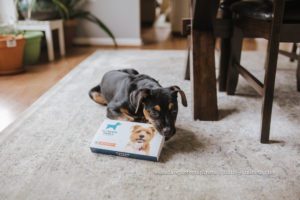 Back in January we adopted the cutest mixed breed puppy we've ever seen. We were so curious: What is he? This is our Wisdom Panel Experience.