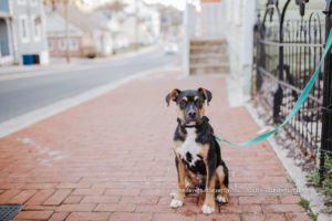 The weather is going to be beautiful again soon enough. This year I am sharing some of the best places to bring your dog in NoVa!