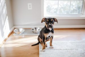 I’m seeing many amazing posts of empty shelters and if you recently added your own pup to your family, read this to learn how to raise a puppy.