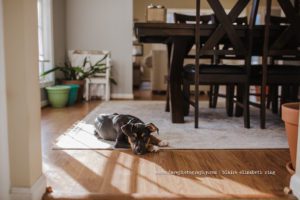 I’m seeing many amazing posts of empty shelters and if you recently added your own pup to your family, read this to learn how to raise a puppy.