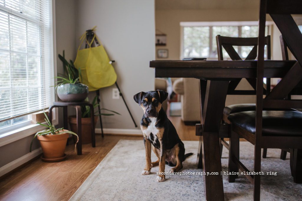 I’m seeing many amazing posts of empty shelters and if you recently added your own pup to your family, read this to learn how to raise a puppy.