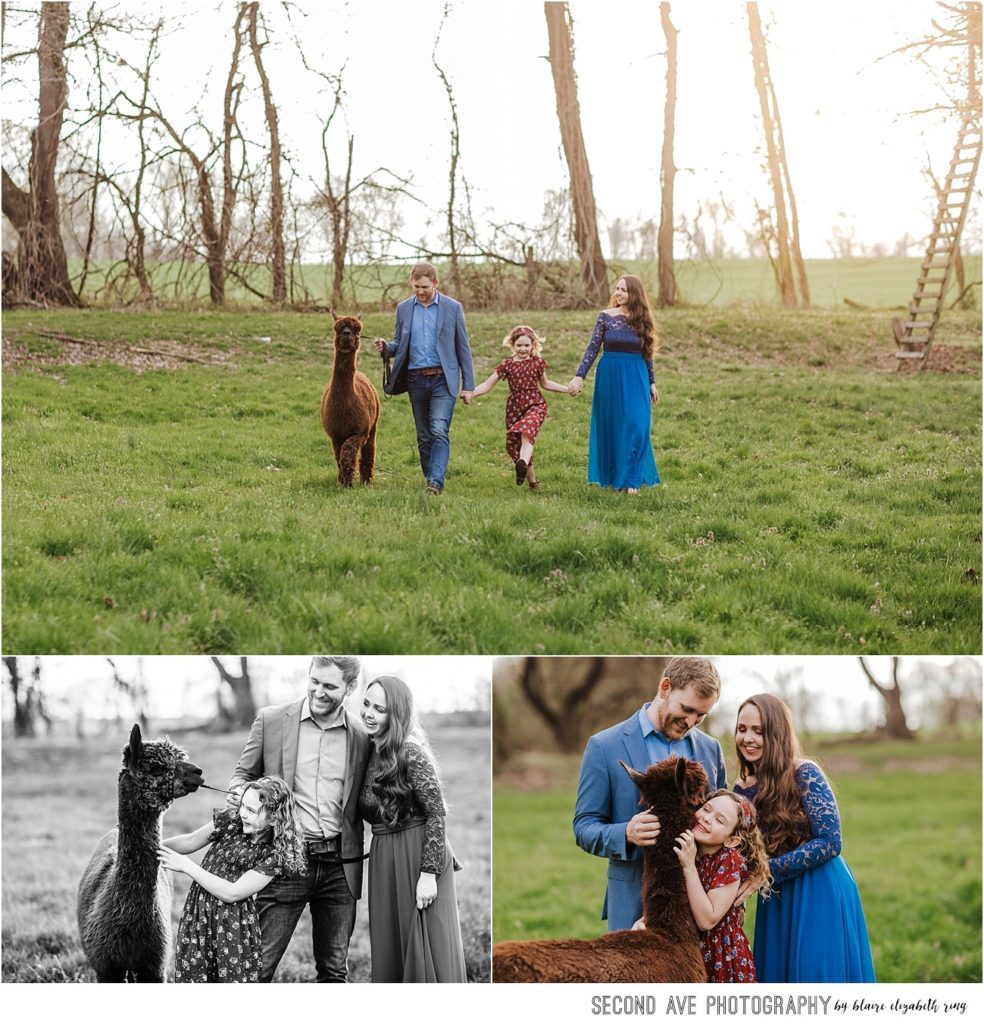 Ashburn family of 3 plus an alpaca at a beautiful field in Loudoun County during golden hour.