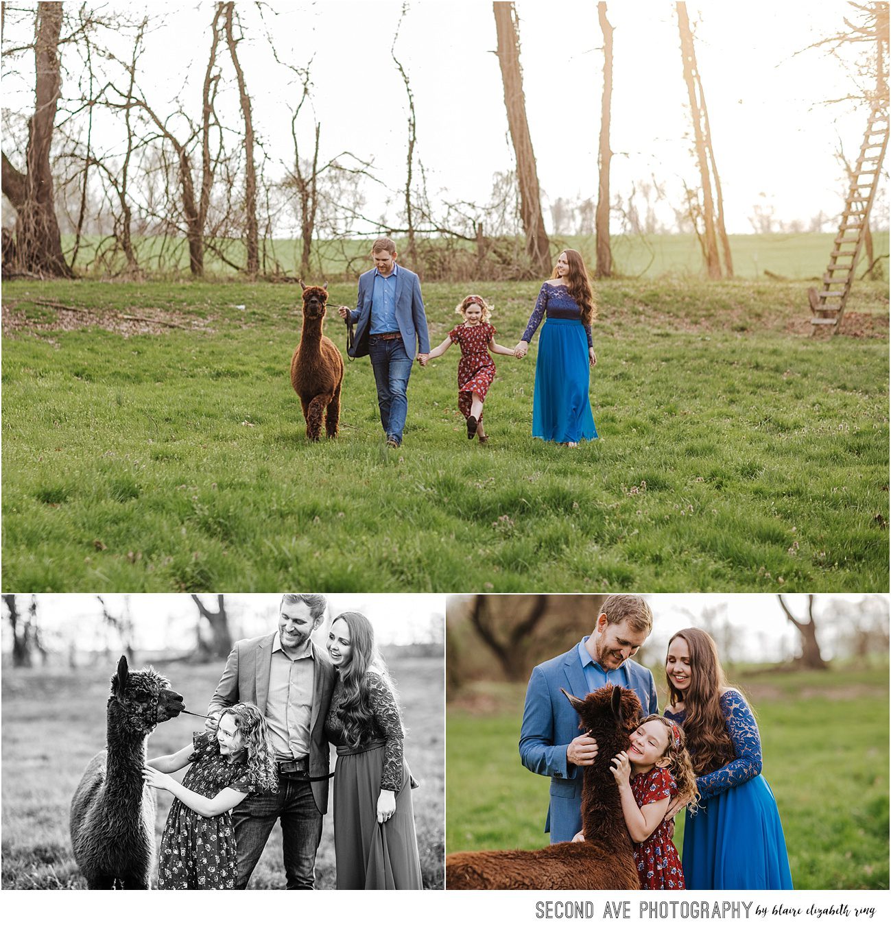 Family of 3 plus an alpaca at a beautiful field in Loudoun County during golden hour with Washington DC family photographer.