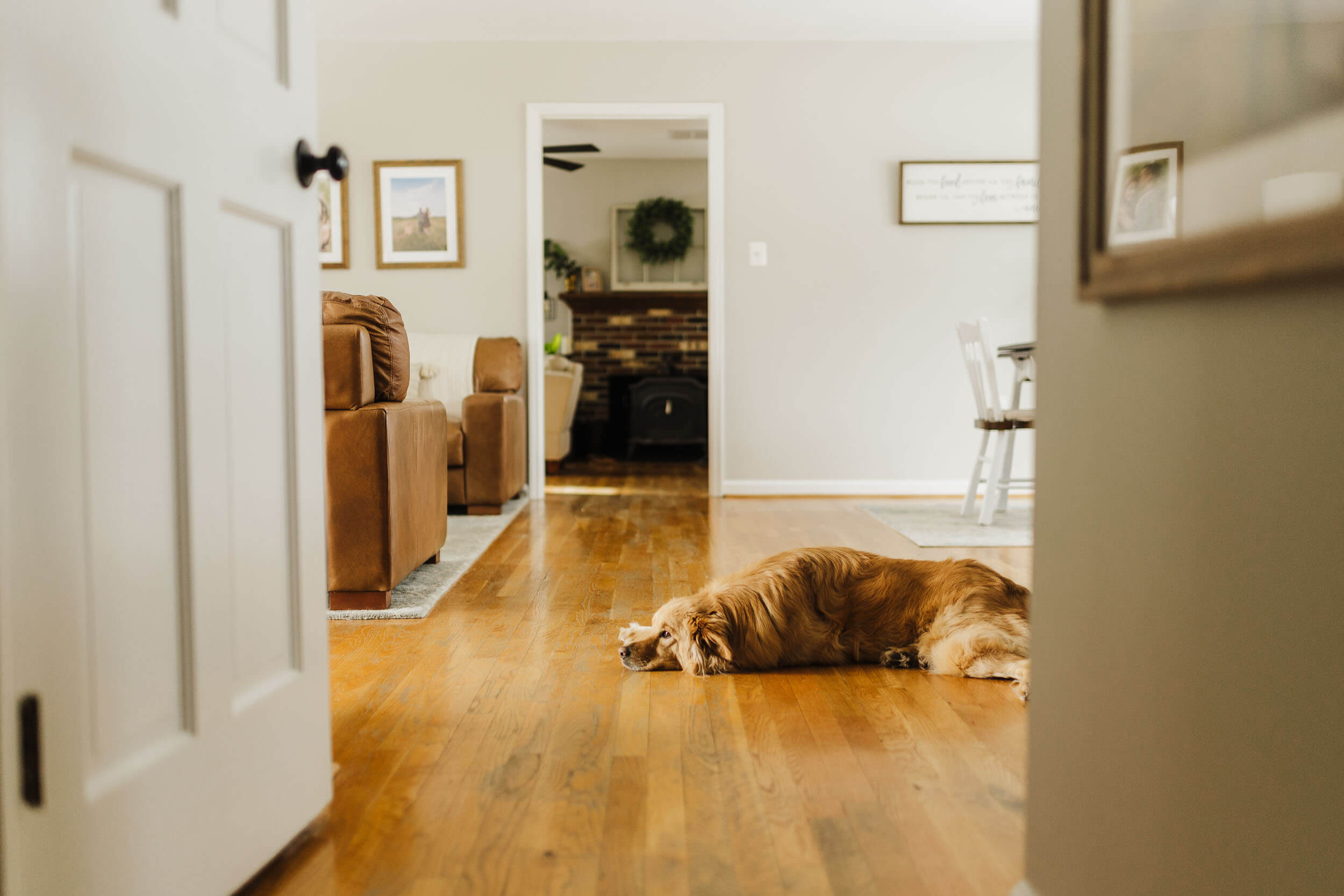 northern virginia family photographer lifestyle dog